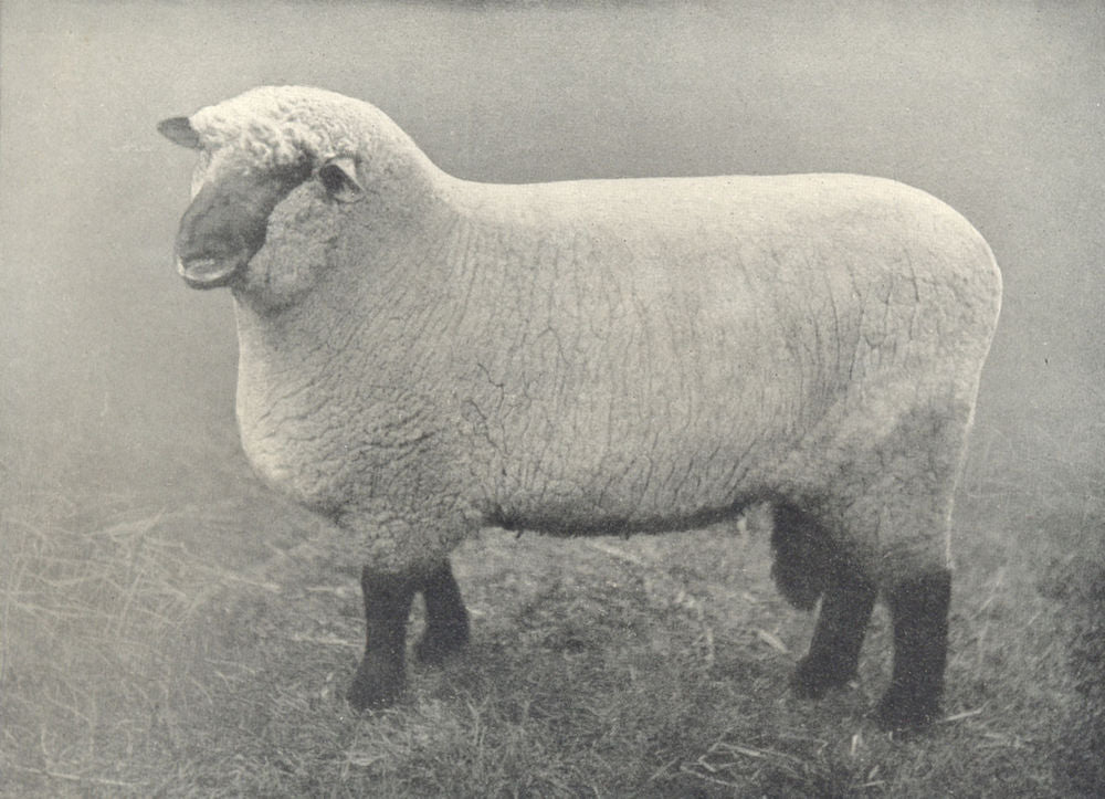 SHEEP. Oxford Down Ram first and champions, Oxford county show, 1909 1912